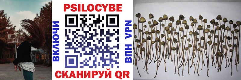 Купить где Ахтубинск Псилоцибиновые грибы Psilocybe